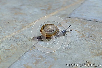 Snail crawling on the concrete. Stock Photo