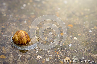 Snail crawling on concrete in shallow water. Snail in water Stock Photo