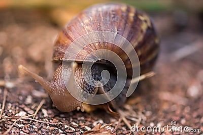 Snail Stock Photo