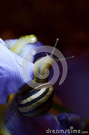Snail crawling on flower Stock Photo