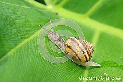 Snail Stock Photo