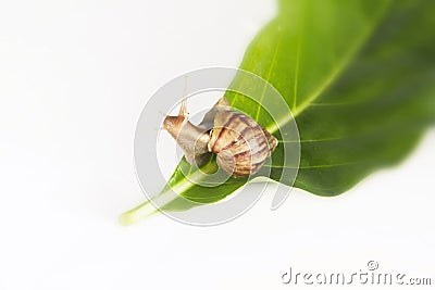 Snail crawling on leaf Stock Photo