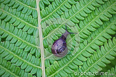 Snail crawling on a leaf of fern Stock Photo