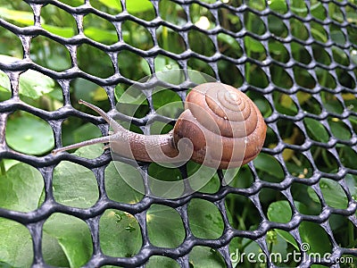 Snail crawling on the net. Stock Photo