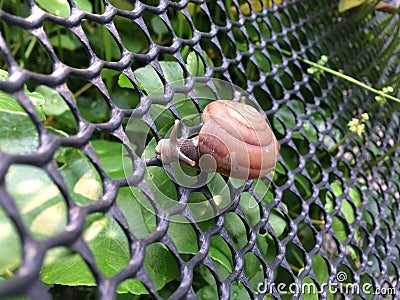 Snail crawling on the net. Stock Photo