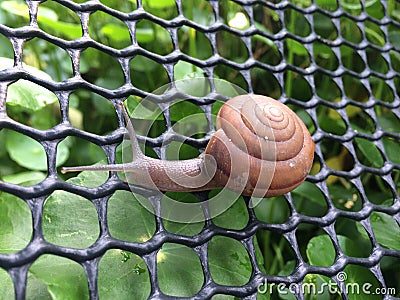 Snail crawling on the net. Stock Photo