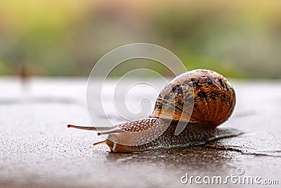 A snail crawls along a rough surface. Gastropods with an external shell Stock Photo