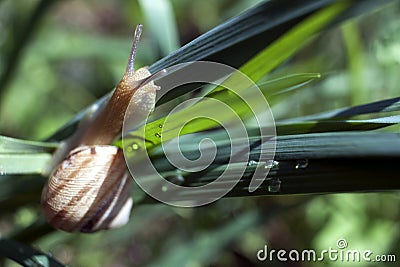 Snail crawling on green grass Stock Photo