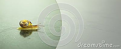 A snail crawls on a wet surface. Bokeh Stock Photo