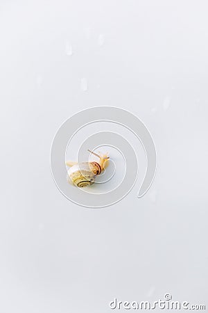 A snail crawls on a white table after the rain. Snails with brown shells and antennae. Snail with horns and brown spiral Stock Photo