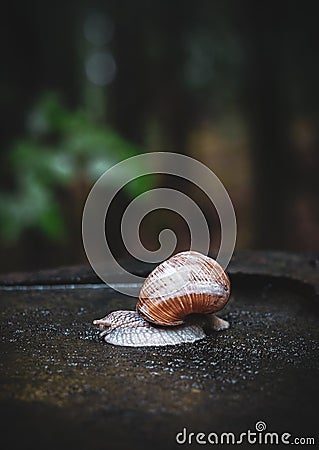 Snail forest tree Stock Photo