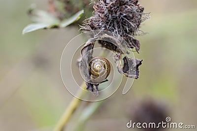 Snail on dry grass Stock Photo