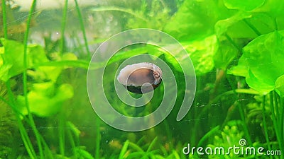 snail eating fish