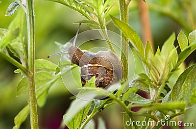Snail eating leaves and damaging plant Stock Photo
