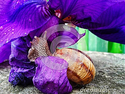 Snail eating a purple petunia Stock Photo