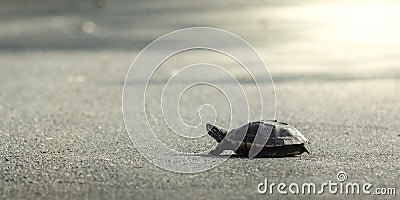 The Snail-eating turtle Stock Photo