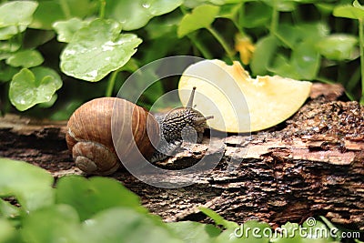 The snail eats an apple. Nutrition of domestic and wild snails Stock Photo