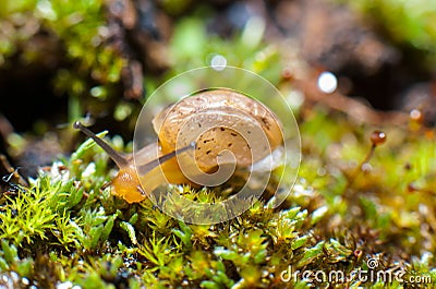 A snail. Stock Photo