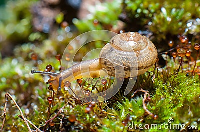 A snail. Stock Photo