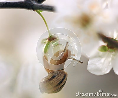 Snail on the flowering tree Stock Photo