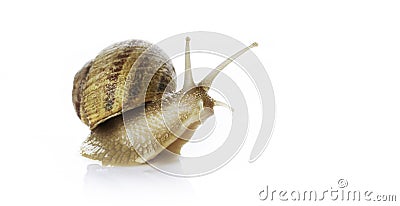 Snail Stock Photo