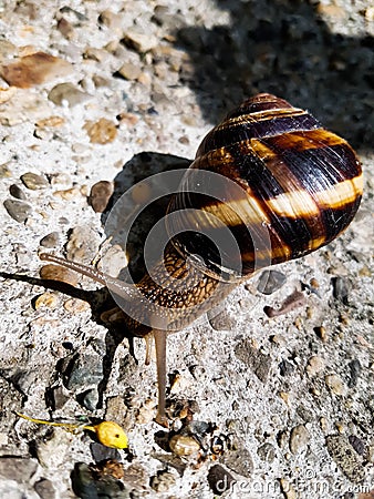 Snail Stock Photo