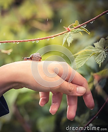 Snail on a girl`s hand in rain drops Stock Photo