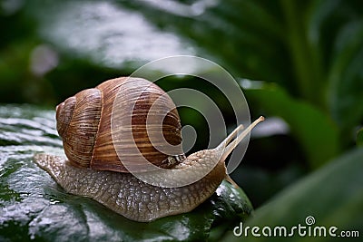 Snail gliding on green leaf. Large white mollusk snail with brown striped shell. Stock Photo