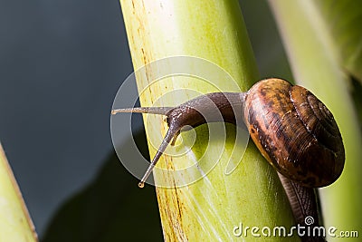 A Snail gliding on green trunk texture Stock Photo