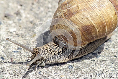 Snail gliding on the stone texture Stock Photo