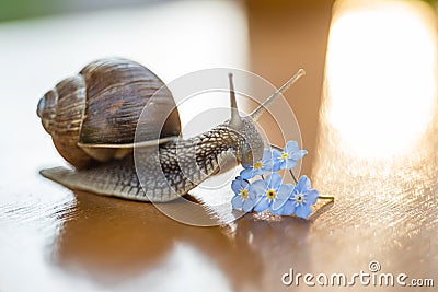 Snail gliding to forget-me-not flower Stock Photo