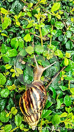 Snail gliding on the wet leaves Stock Photo