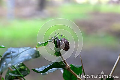 Snail gliding on the wet leaves Stock Photo