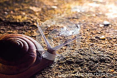 A Snail gliding on the wet stone texture. Stock Photo