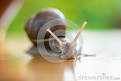 Snail gliding on wooden serface, close up Stock Photo