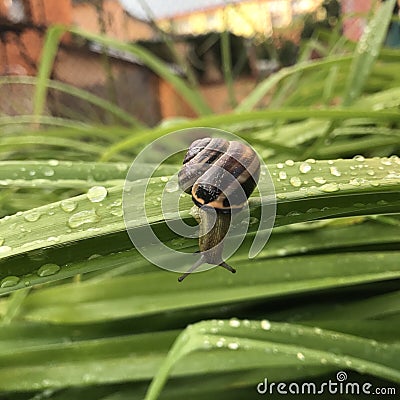 Snail grass green Stock Photo