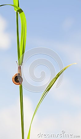 Snail, grass and sky Stock Photo