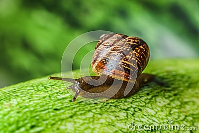 Snail Stock Photo