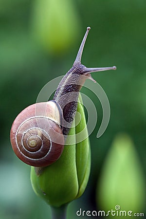 Snail on the green background Stock Photo