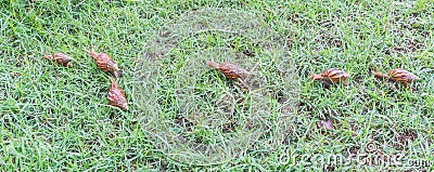 Snail on green grass. Stock Photo