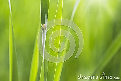 Snail in a green grass Stock Photo