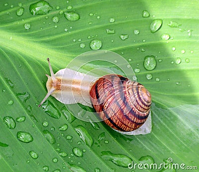 Snail on a green leaf Stock Photo