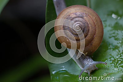 The snail is on a green leaf with drops of water blurry on out focus, Close up snail Climb on green leaf,Macro snail select focus. Stock Photo