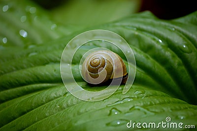 Snail on a green leave Stock Photo