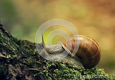 Snail Stock Photo