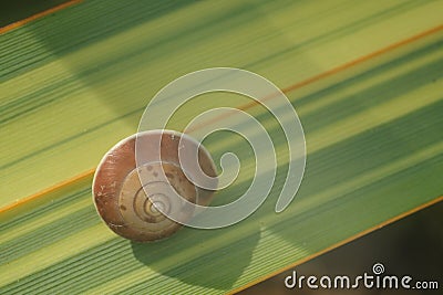 Snail on a green and yellow lanceolate leaf. Formium Phormium variegated. Detail macro Stock Photo