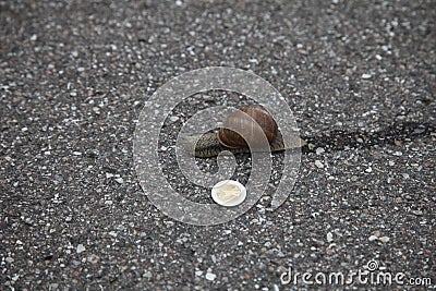 Snail on the ground with 1 euro coin Stock Photo