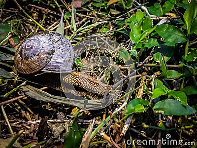 Snail on ground Stock Photo