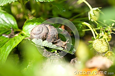 Snail (Helix pomatia) against strawberry leaf Stock Photo
