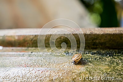Snail Helix, Roman snail, edible snail, escargot on old jar. S Stock Photo